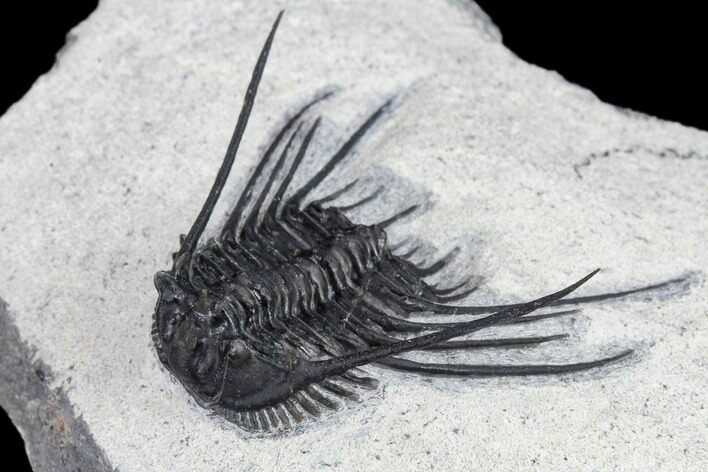 Spiny Leonaspsis Trilobite With Free-Standing Genals #114576